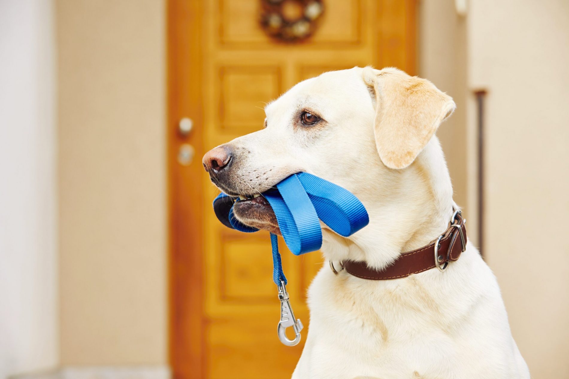 Dog with leash