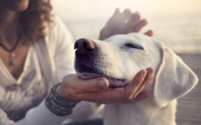 5 Ways to Better Manage your Dog’s Arthritis