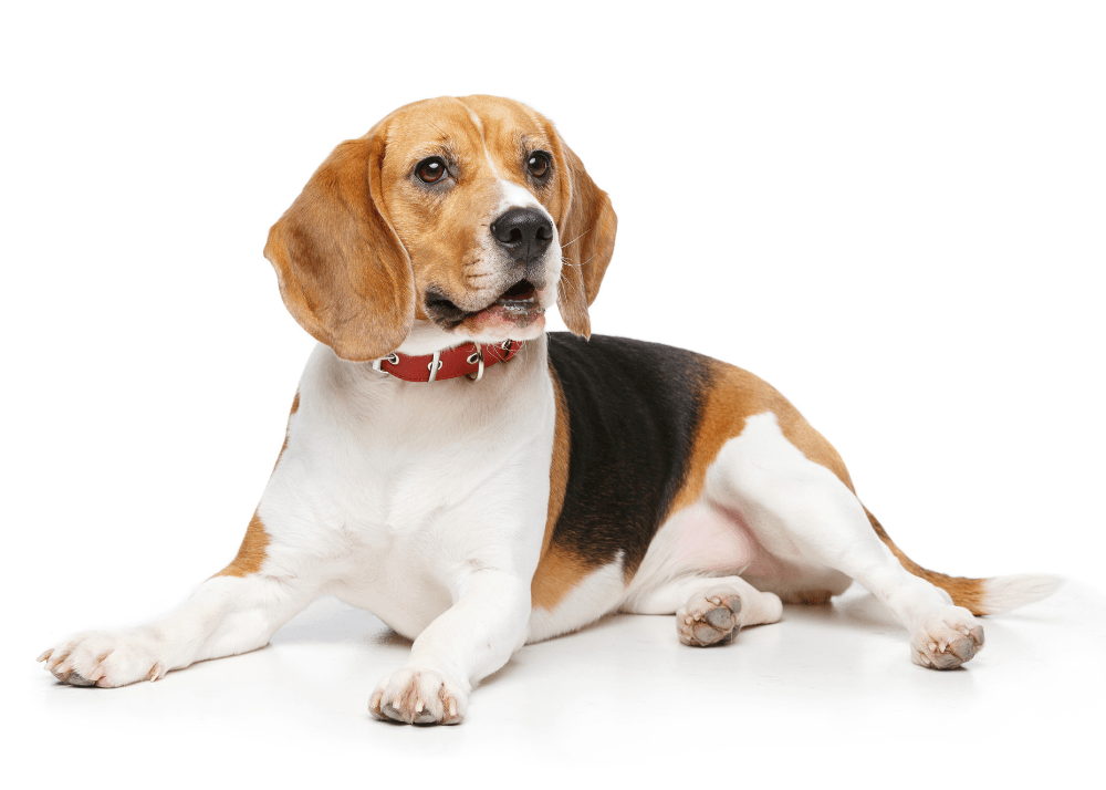 can muscle wasting in dogs be reversed