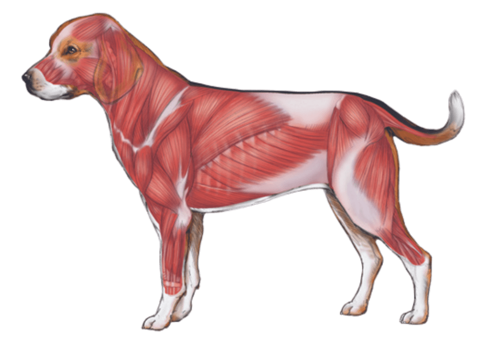 muscle-atrophy-in-dogs