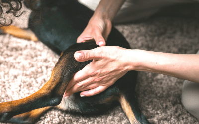 Arthritis in dogs: dog massage and exercise therapy