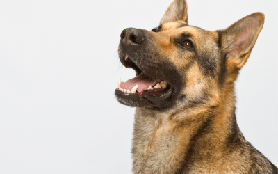 Hip Dysplasia in Dogs: How to Manage with Rehabilitation