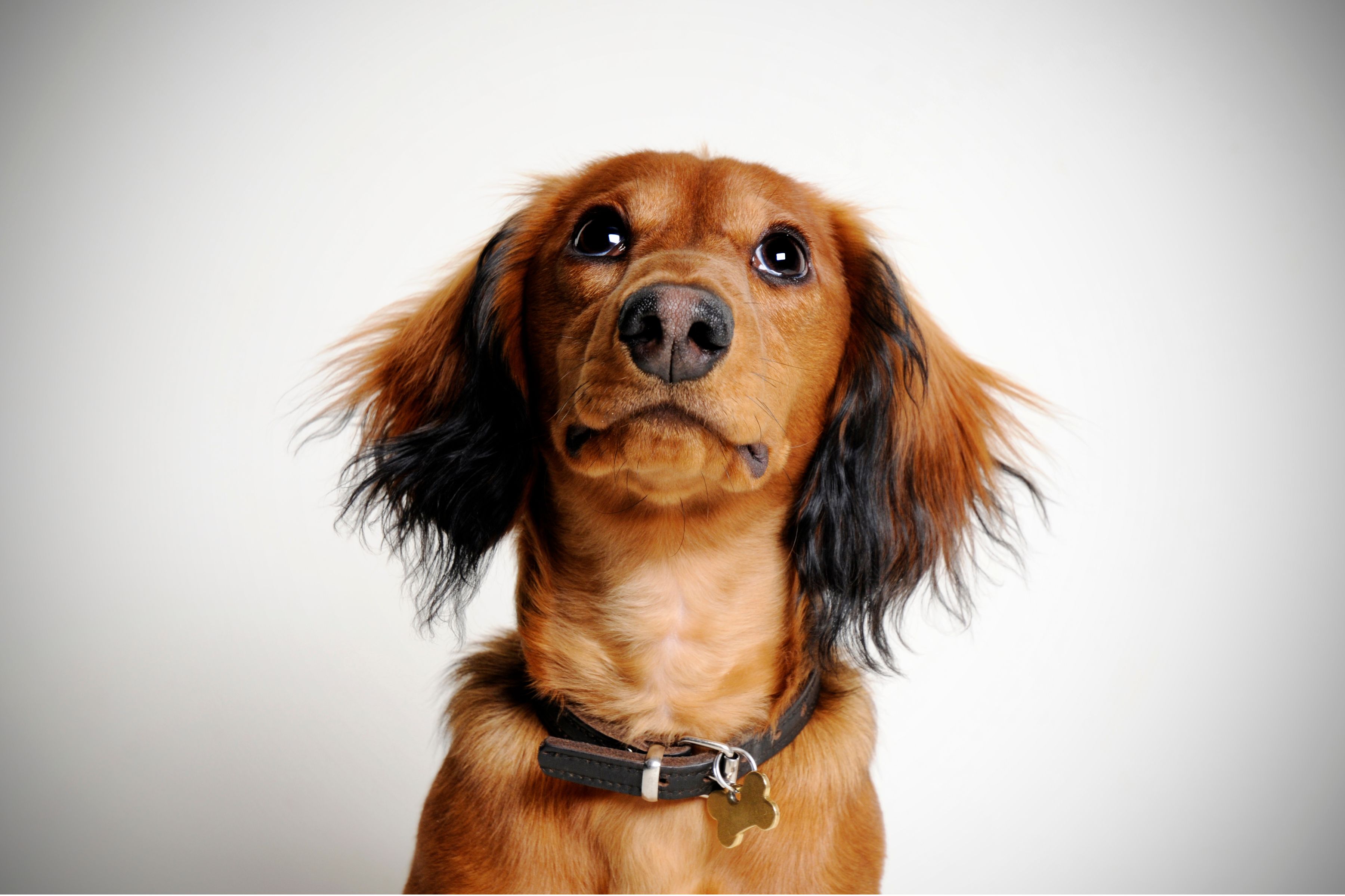 Dachshund Disc Disease