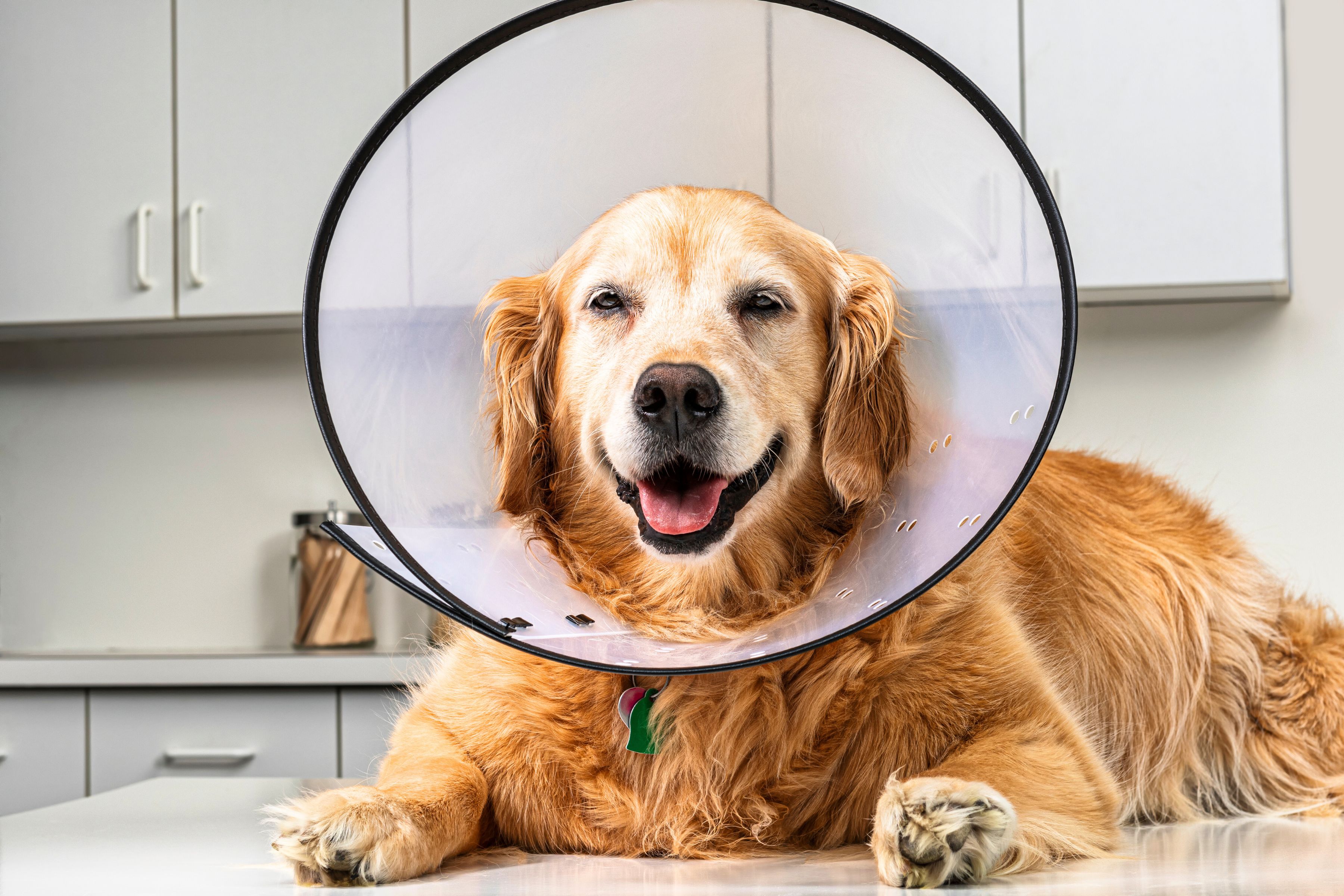 Dog Cruciate