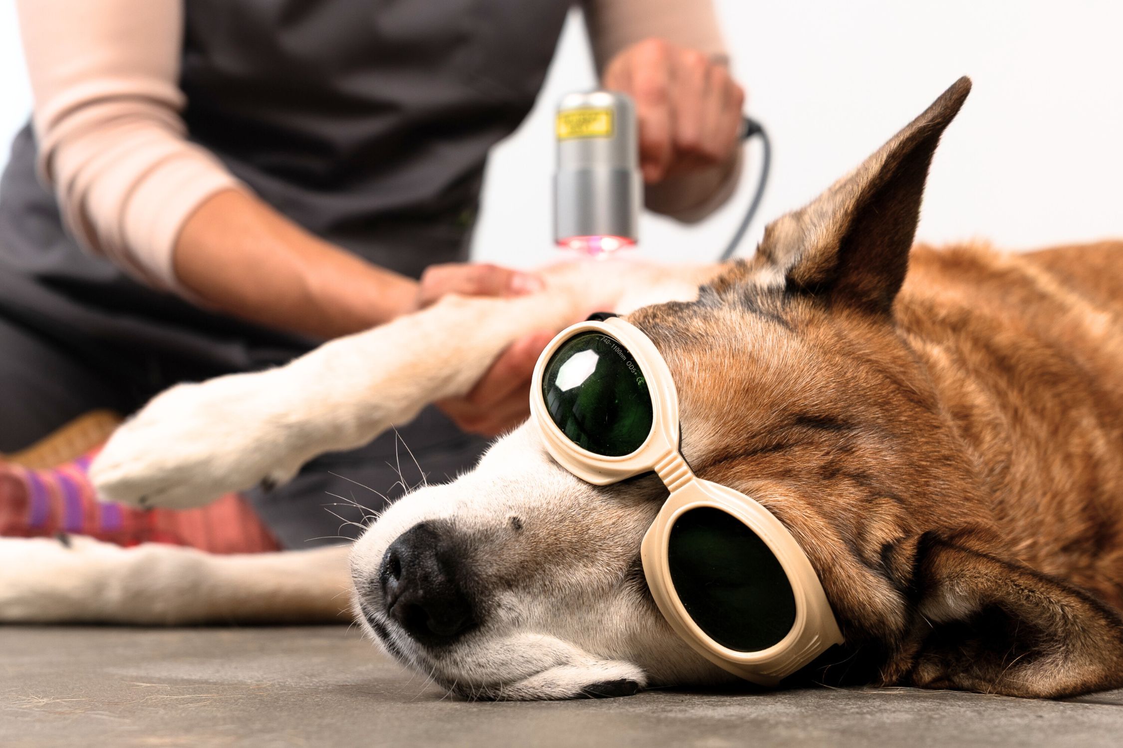 Dog Laser Therapy