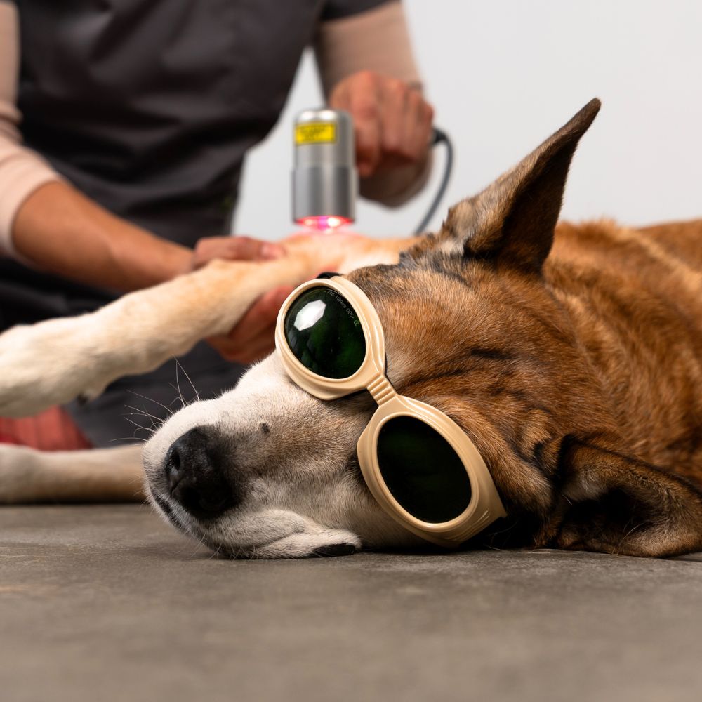 Dog Laser Therapy