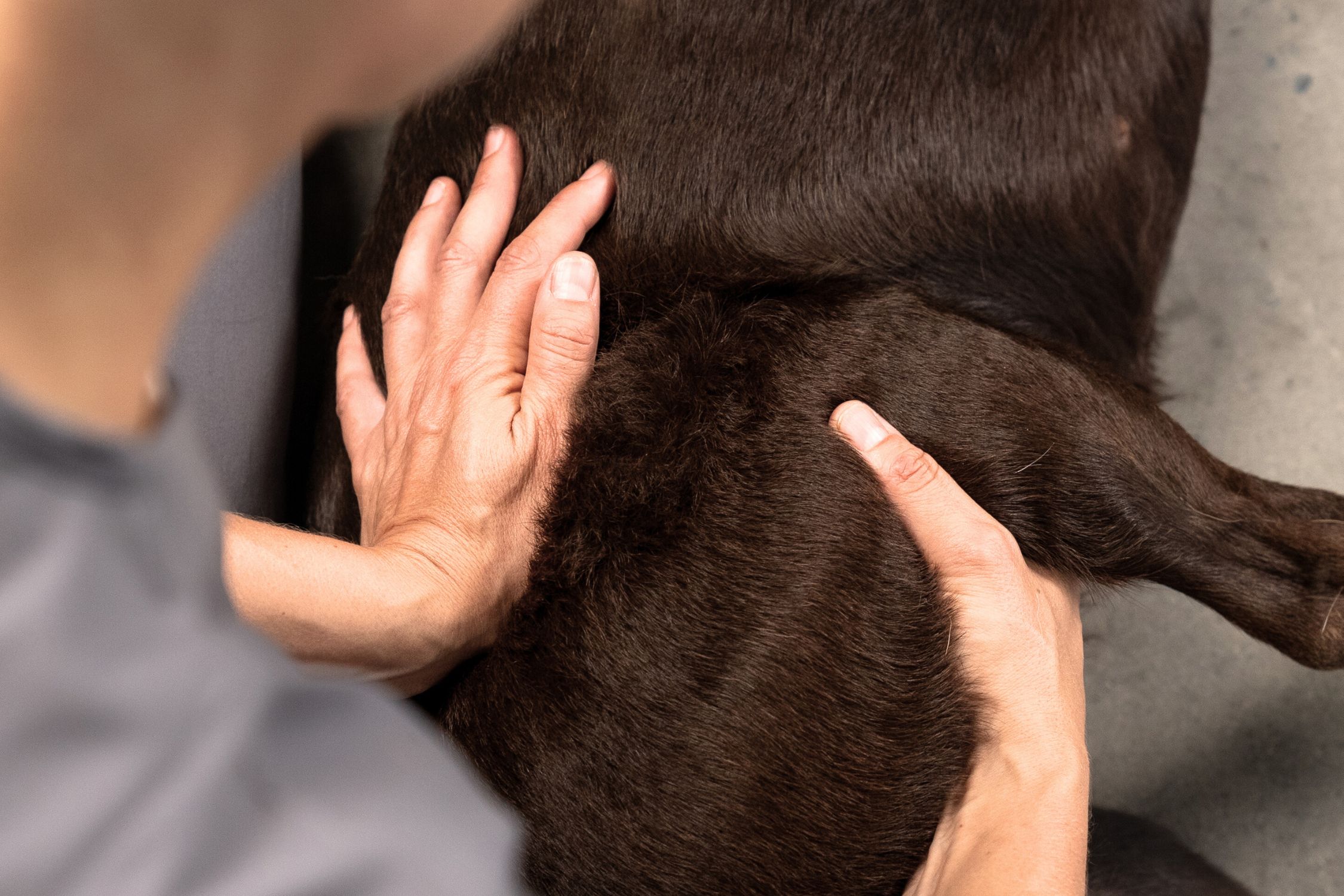 Dog Massage