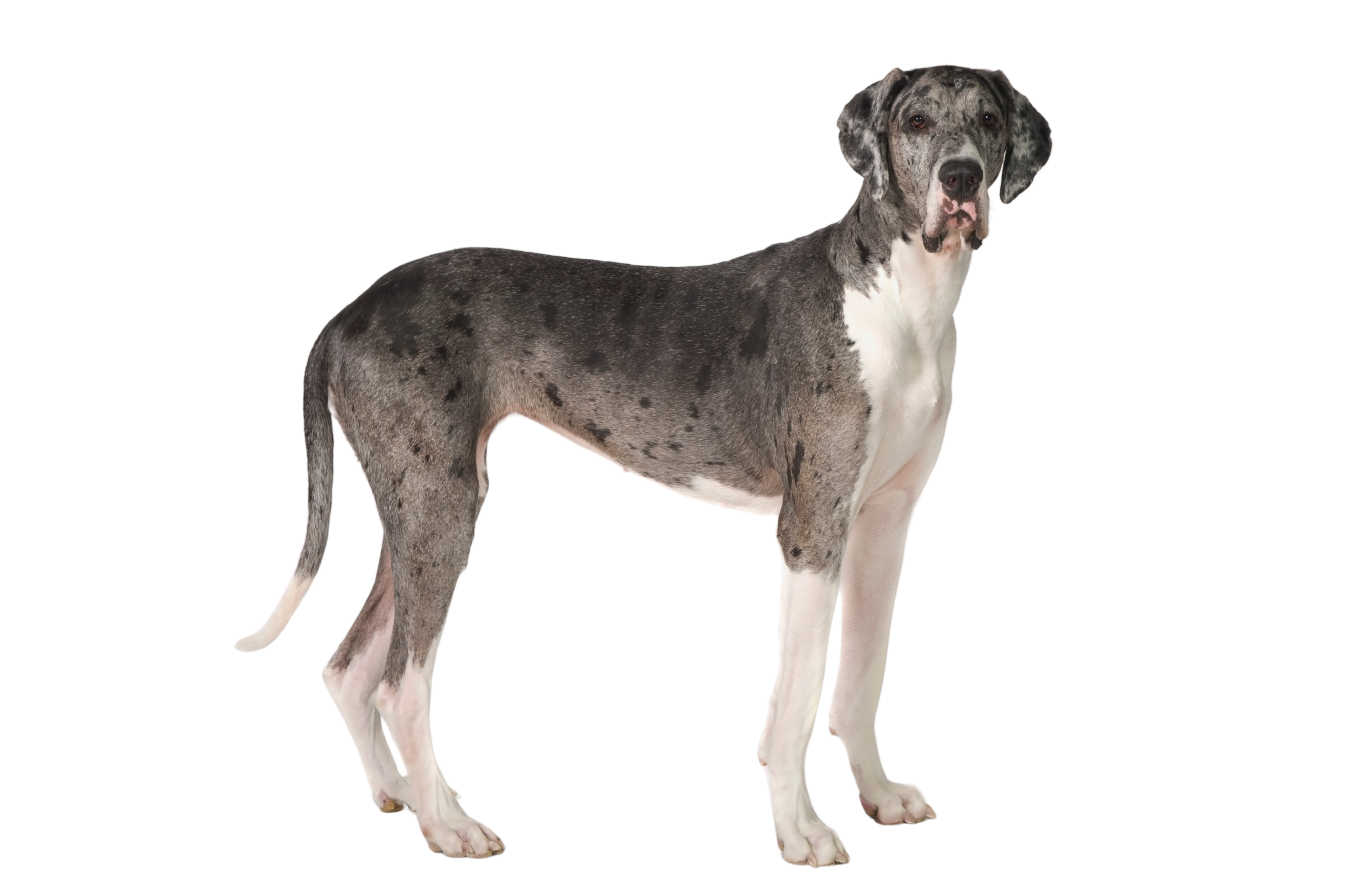 Dog Wobbler Syndrome