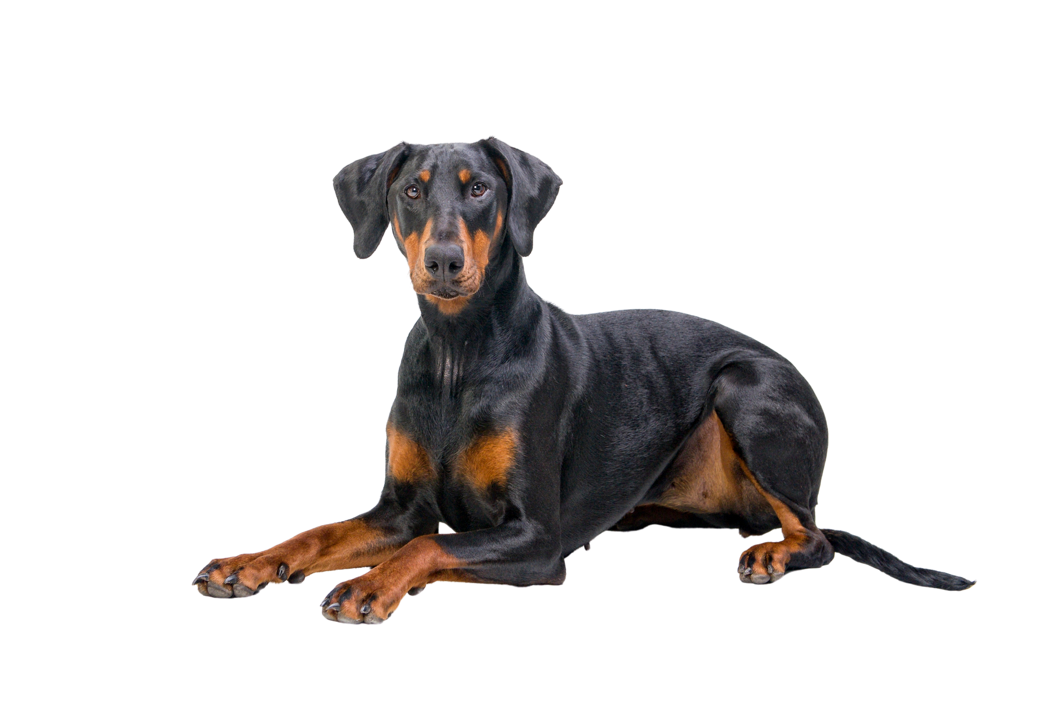 Dog Wobblers