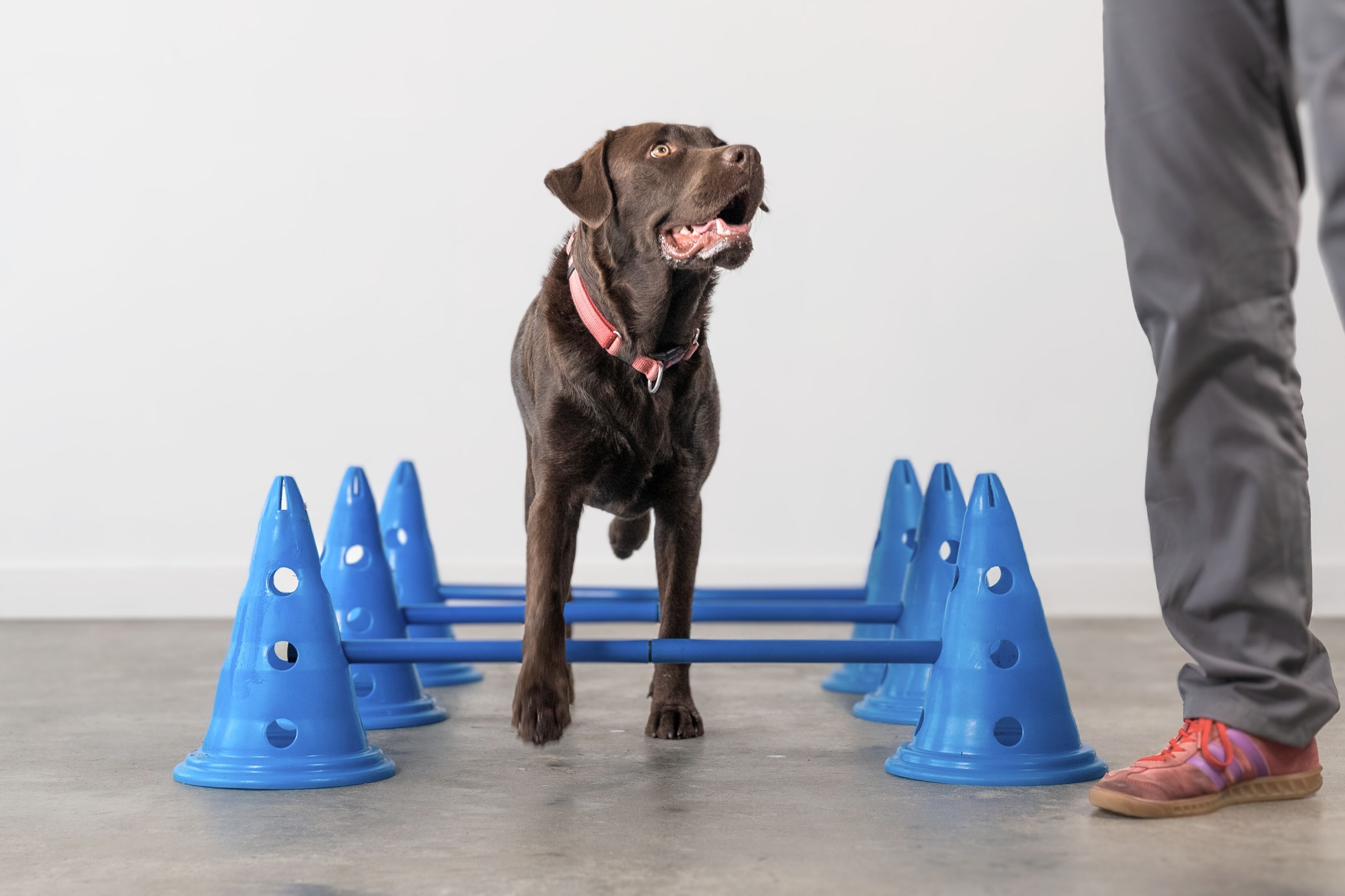 Home Exercise Program Dog