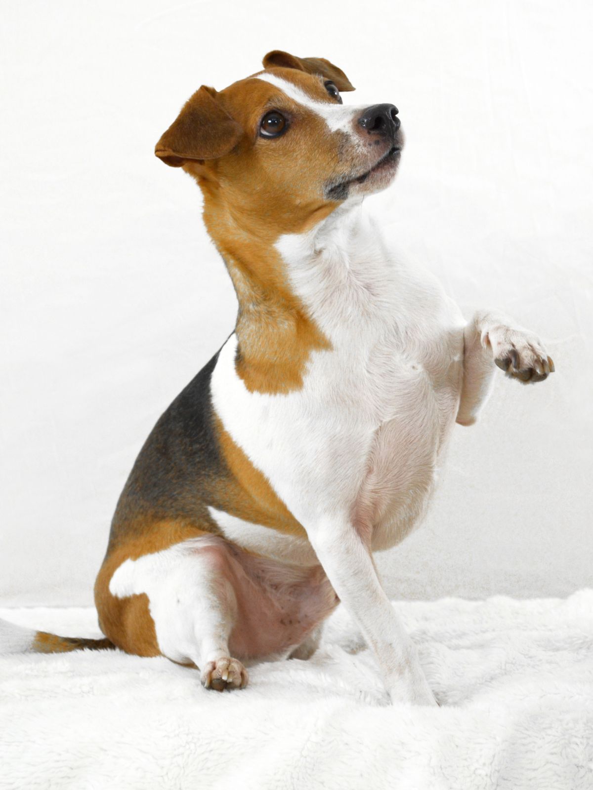 Lameness in Dogs