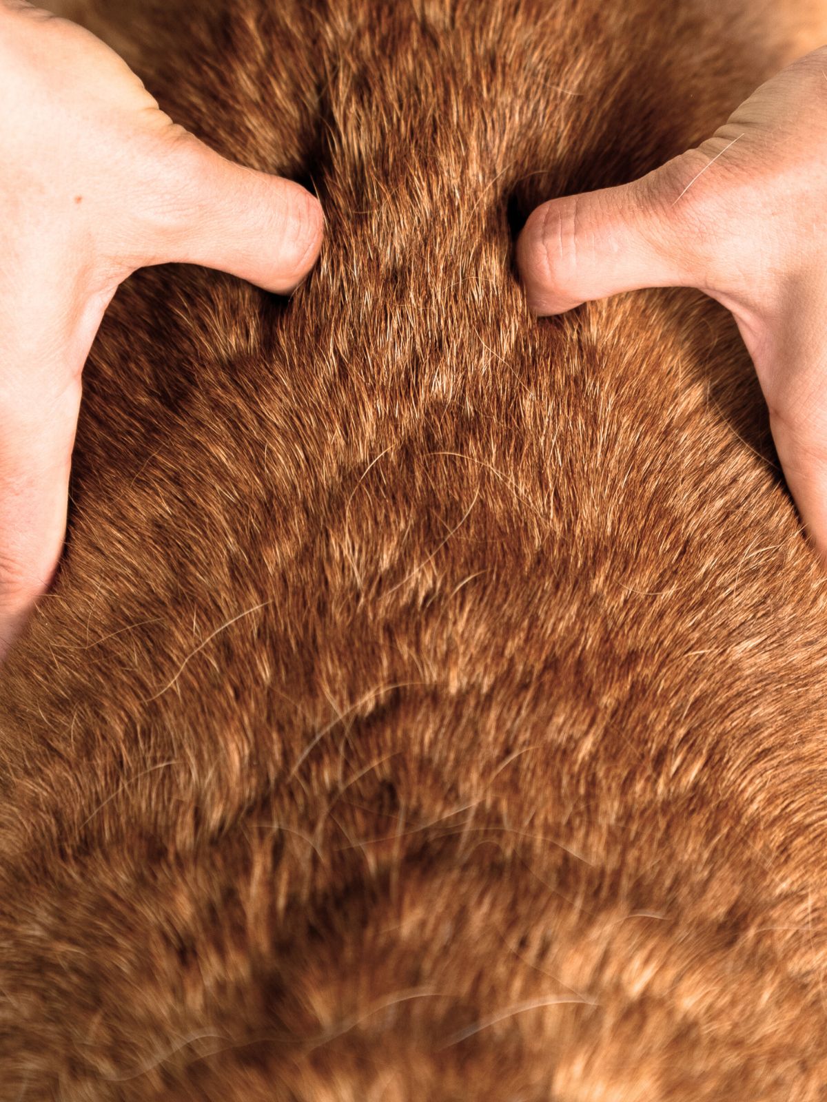 Lumbosacral Disease Dog