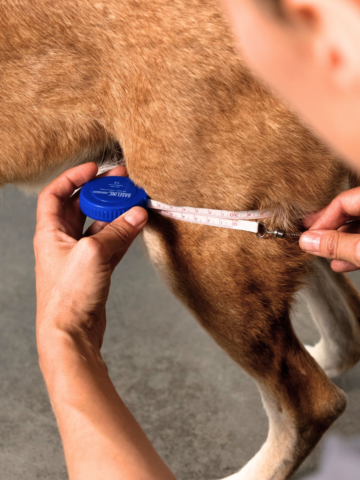 Muscle Atrophy in Dogs