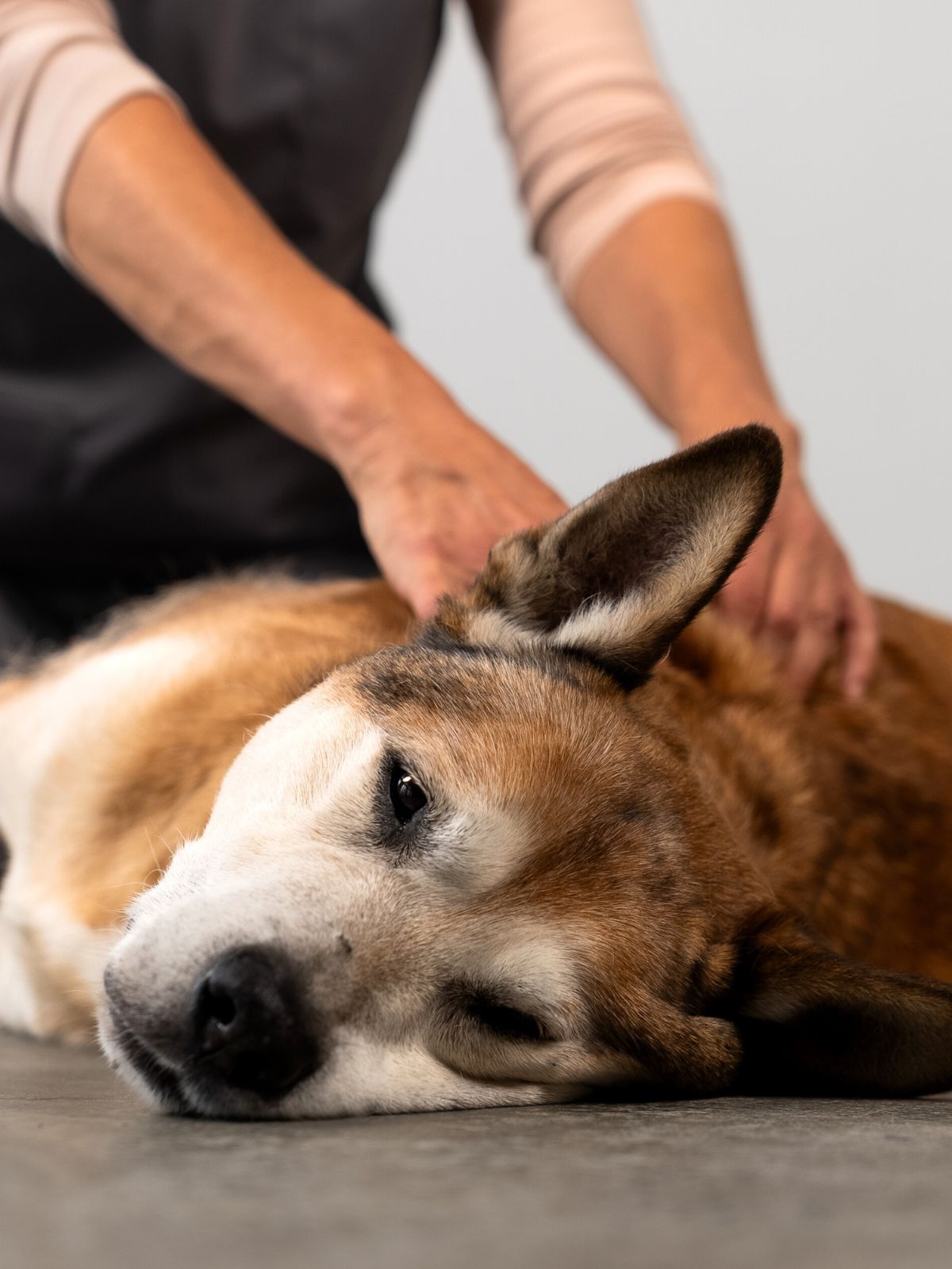 Relaxation for Dogs