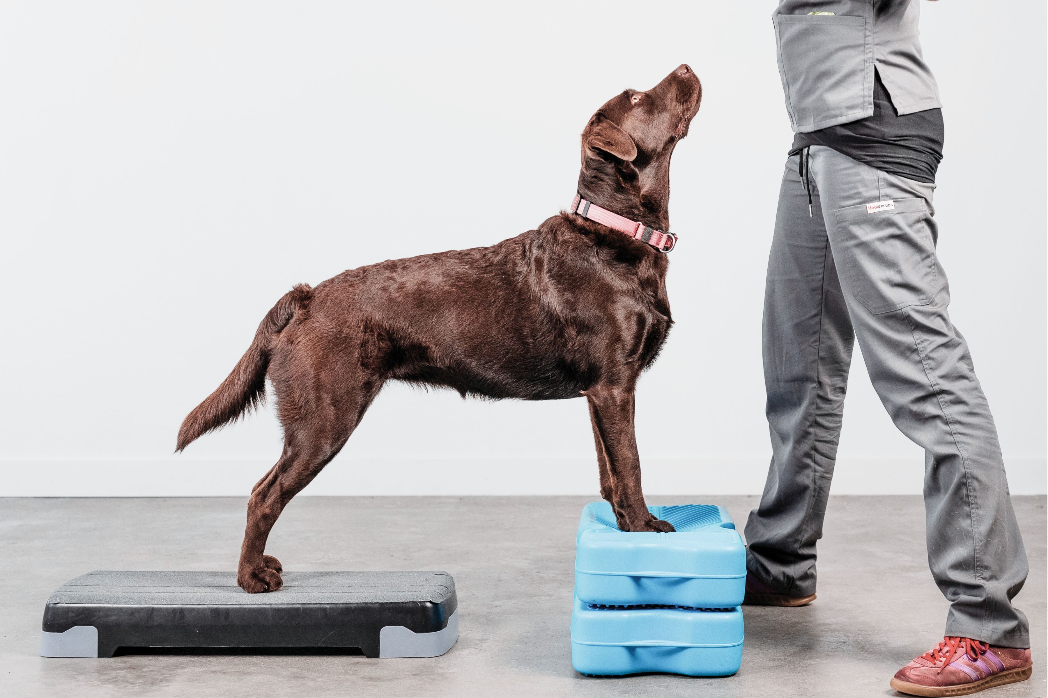Strength and Conditioning Dog